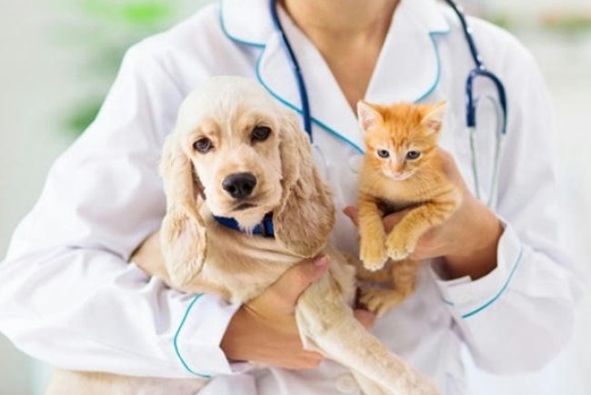 Pet Insurance,A Complete Guide to Protecting Your Furry Friends