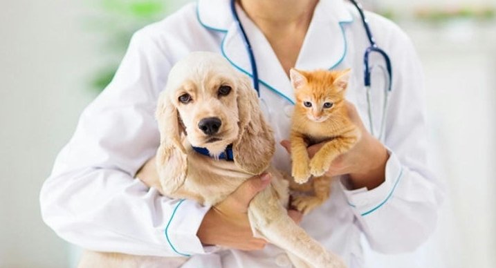 Pet Insurance,A Complete Guide to Protecting Your Furry Friends